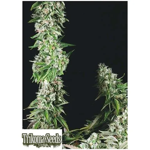 SEMI DI TRIKOMA - OG DOUBLE KUSH FEM - 5 SEMI