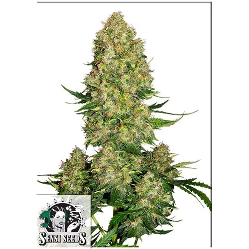 SENSI SEEDS - SKUNK #1 AUTOMATICA - 1 SEME