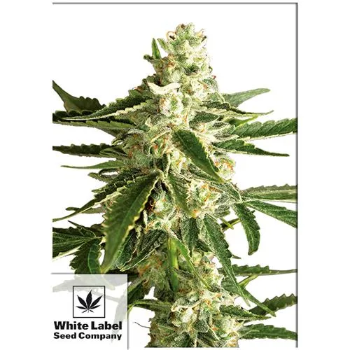 ETICHETTA BIANCA - WHITE DIESEL HAZE AUTOMATICA - 1 SEME
