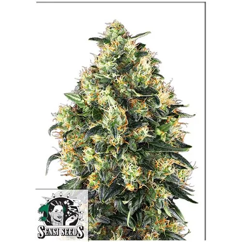 SENSI SEEDS - SUPER SKUNK AUTOMATICA - 1 SEME