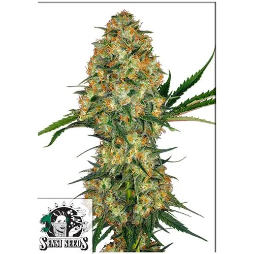 SENSI SEEDS - HINDU KUSH FEMMINIZZATO - 1 SEME