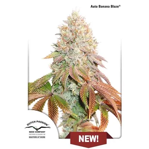 DUTCH PASSION - BANANA BLAZE AUTO - 7 SEMI