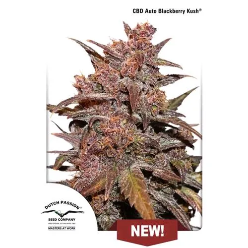 DUTCH PASSION - CBD AUTO BLACKBERRY KUSH - 1 SEME