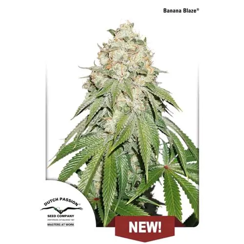 DUTCH PASSION - BANANA BLAZE FEMMINIZZATA - 5 SEMI