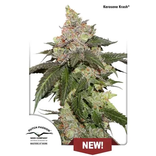 DUTCH PASSION - KEROSENE KRASH FEM - 1 SEME