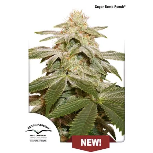 DUTCH PASSION - SUGAR BOMB PUNCH FEMMINIZZATO - 100 SEMI