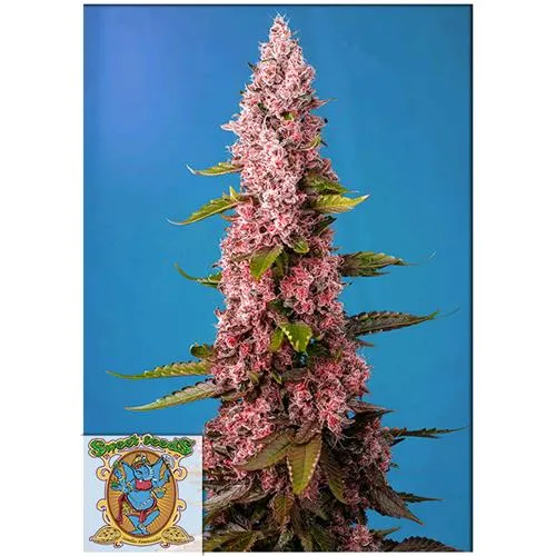 SEMI DOLCI - RED HOT COOKIES FEM - 3+1 SEMI