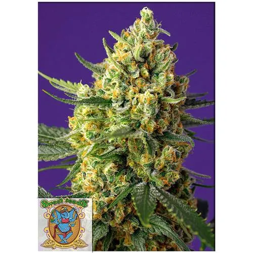 SWEET SEEDS - CRYSTAL CANDY XL AUTO - 5+2 SEMI