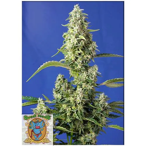 SWEET SEEDS - GORILLA GIRL XL AUTO - 3+1 SEMI