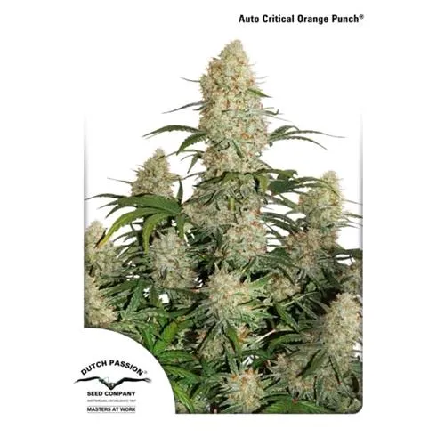 DUTCH PASSION - AUTO CRITICAL ORANGE PUNCH - 3 SEMI
