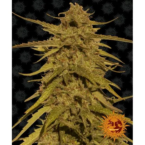 BARNEY'S FARM - PINEAPPLE HAZE - REGOLARE - 10 SEMI