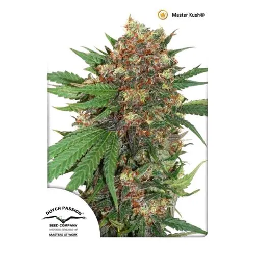PASSIONE OLANDESE - MASTER KUSH - 10 SEMI
