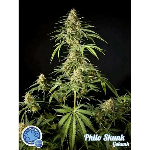 SEMI PHILOSOPHER - PHILO SKUNK - 1 SEME