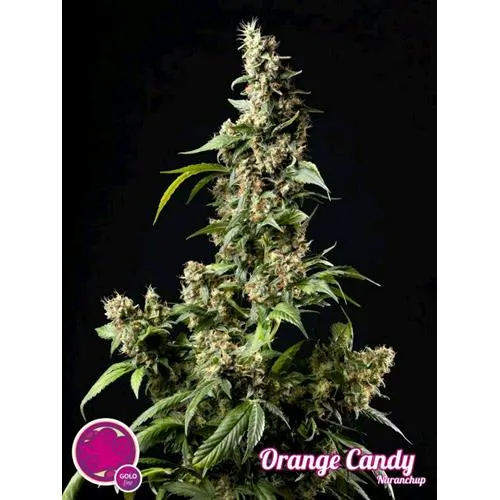 SEMI PHILOSOPHER - CANDY ARANCIO - 1 SEME
