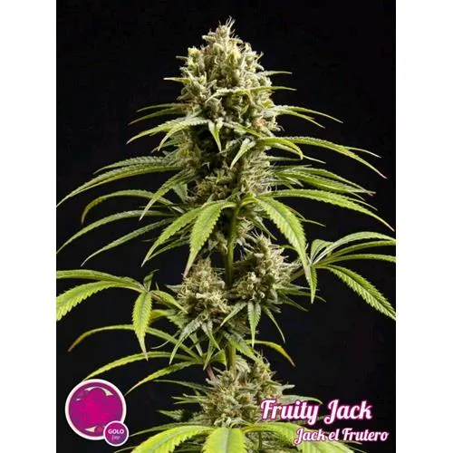 PHILOSOPHER SEEDS - FRUITY JACK - 3 SEMI