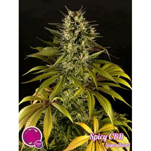 SEMI PHILOSOPHER - SPICY CBD - 1 SEME
