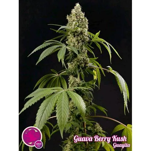 SEMI PHILOSOPHER - GUAVA BERRY KUSH - 1 SEME