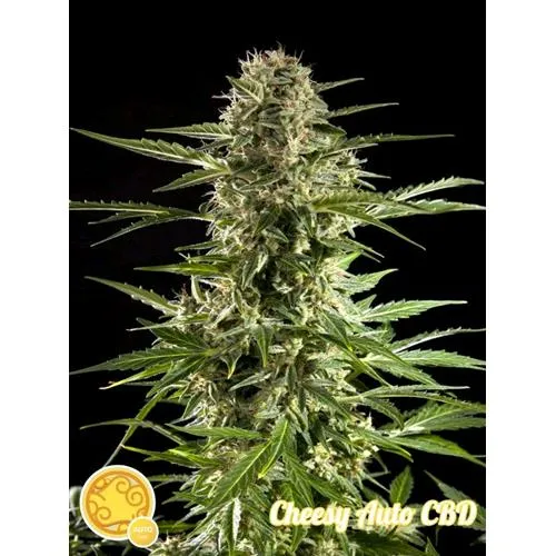 SEMI PHILOSOPHER - CHEESY AUTO CBD - 1 SEME