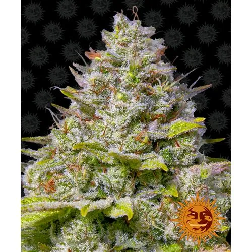 BARNEY'S FARM - BLUE GELATO 41 FEM - 3 SEMI