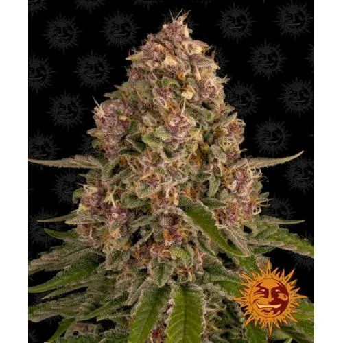 BARNEY'S FARM - PINK KUSH FEM - 5 SEMI