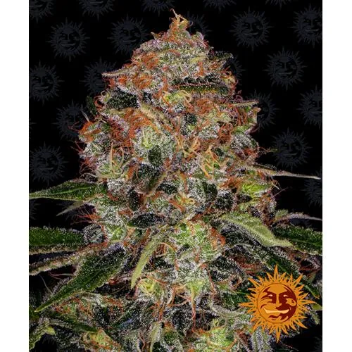 BARNEY'S FARM - SHISKABERRY FEM - 5 SEMI