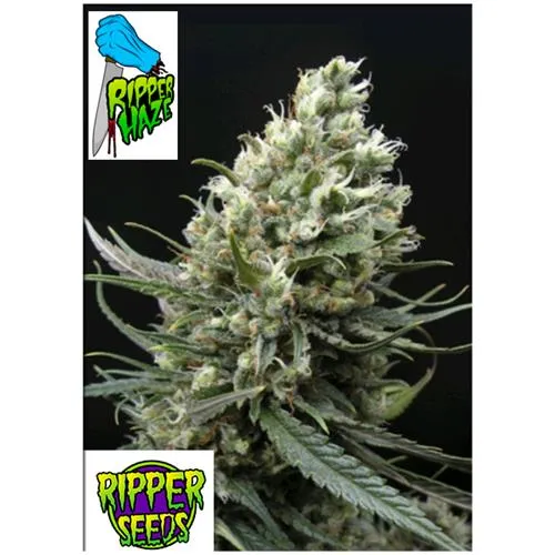 SEMI DI RIPPER - RIPPER HAZE - 1 SEME