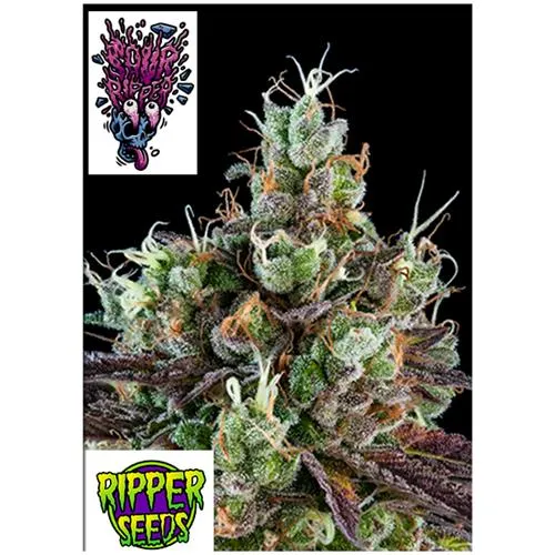 SEMI DI RIPPER - SOUR RIPPER - 1 SEME