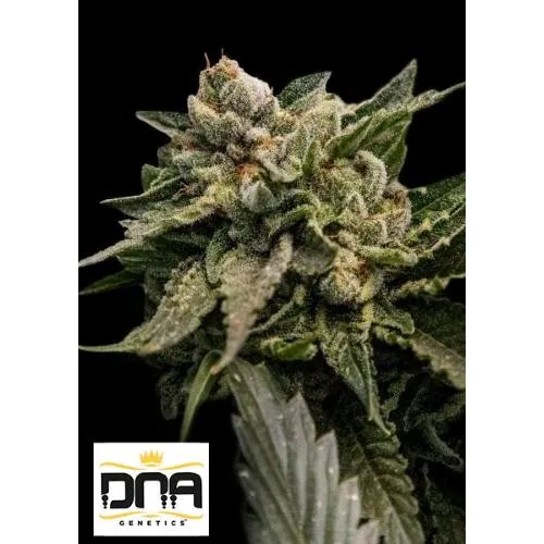 DNA GENETICS - SORBETTO ALLA FRAGOLA FEM - 6 SEMI