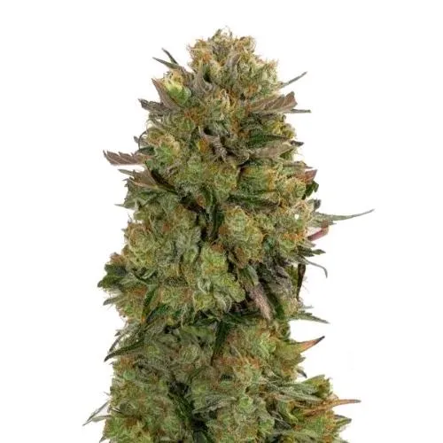 PIANTA GURU - CHANTY FEM - EDIZIONE ORO - 10 SEMI