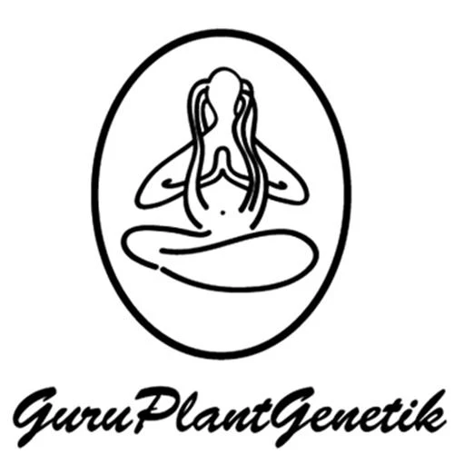 PIANTA GURU - KIRY ABBA ZABBA - EDIZIONE LIMITATA - 10 SEMI