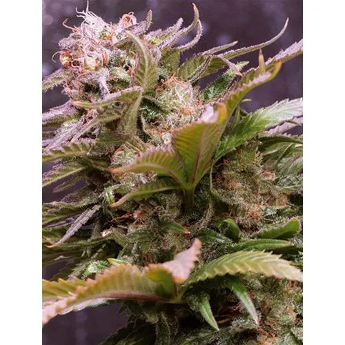 VISION SEEDS - CARAMEL MONSTER AUTO (EX VISION CARAMELLO) - 5 SEMI