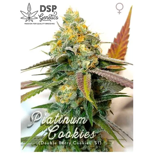 DSP GENETICS - BISCOTTI PLATINO - 5 SEMI