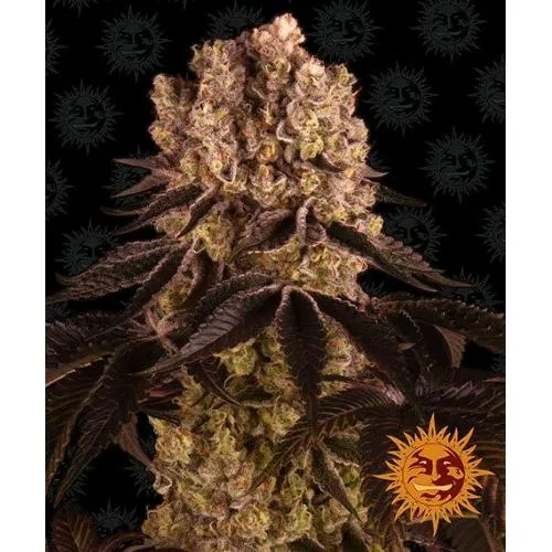 BARNEY'S FARM - PURPLE PUNCH FEM - 3 SEMI