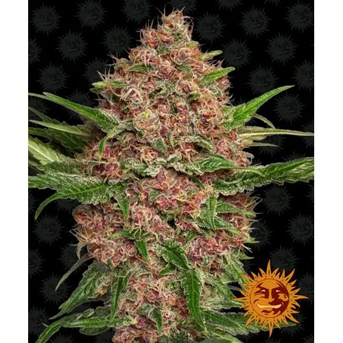 BARNEY'S FARM - PURPLE PUNCH AUTO - 3 SEMI