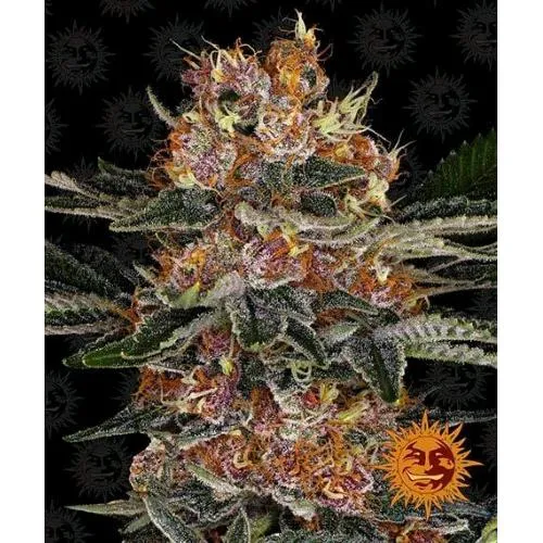 BARNEY'S FARM - PURPLE PUNCH AUTOMATICA - 1 SEME
