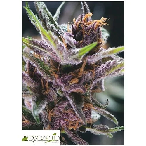 SEMI PIRAMIDALI - BLACK CHERRY PUNCH - 3+1 GRATIS