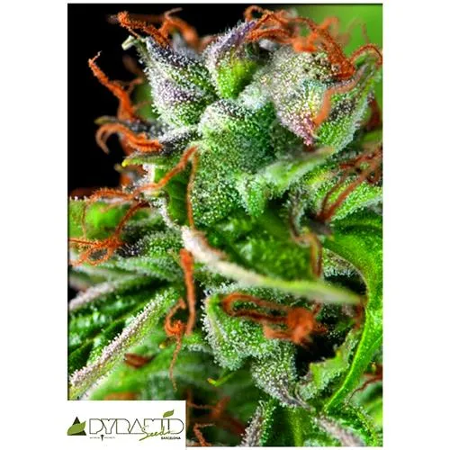SEMI PIRAMIDALI - DOUBLE OG HAZE - 5+2 GRATIS