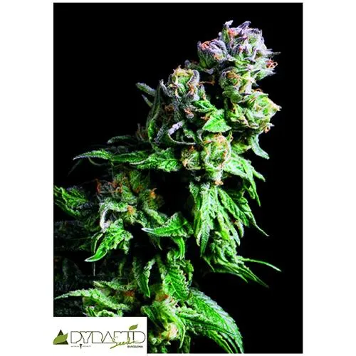 SEMI PIRAMIDALI - URKLE VIOLA - 3+1 GRATIS