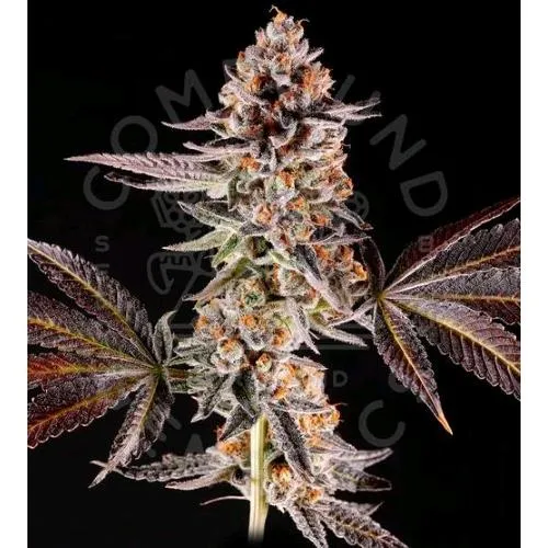 GENETICA COMPOSTA - LA BOMBA FEM - 5 SEMI
