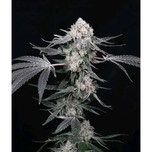 COMPOUND GENETICS - HIGH SOCIETY FEM - 5 SEMI