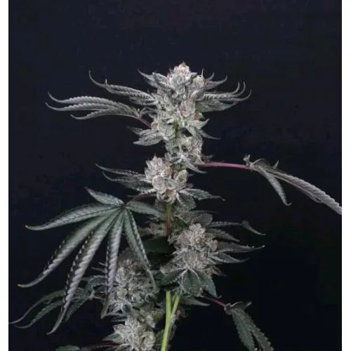 COMPOUND GENETICS - LUXAR DOS FEM - 5 SEMI