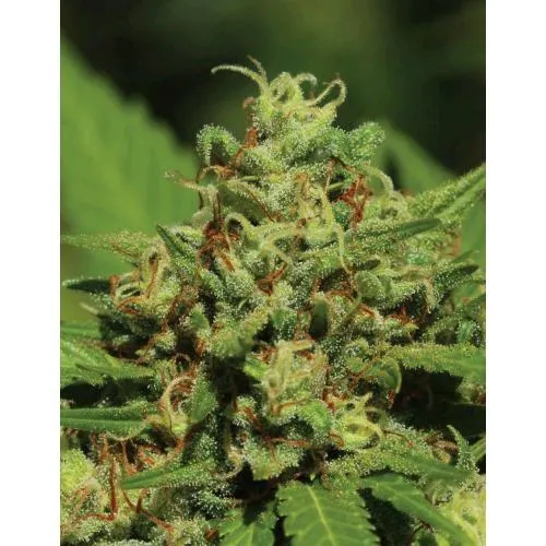 HUMBOLDT SEED COMPANY - EMERALD FIRE OG FEM - 3 SEMI