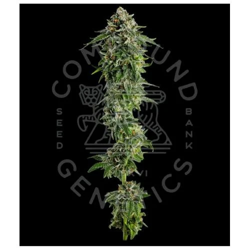 COMPOUND GENETICS - JET PUFT FEM - 5 SEMI