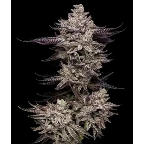 COMPOUND GENETICS - EL VALLE HAZE FEM - 5 SEMI