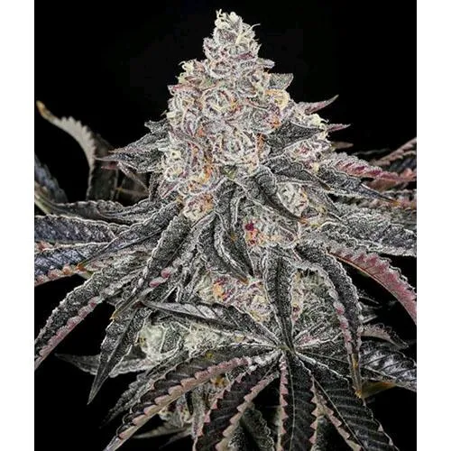 COMPOUND GENETICS - PERMAFUNK FEM - 5 SEMI