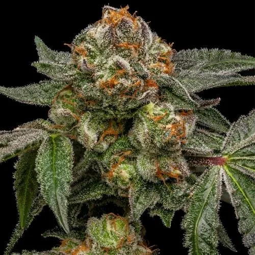 RIPPER SEEDS - ZAKE FEM - 1 SEME