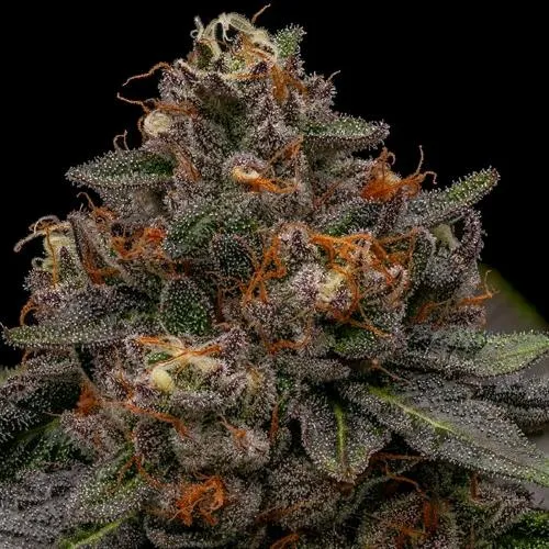 RIPPER SEEDS - KORENJI FEM - 1 SEME