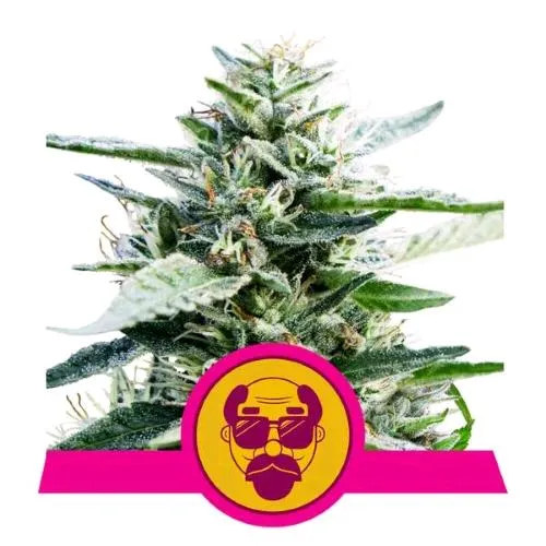 NOVITÀ - ROYAL QUEEN SEEDS - GRANDADDY PURPLE FEM - 1 SEME