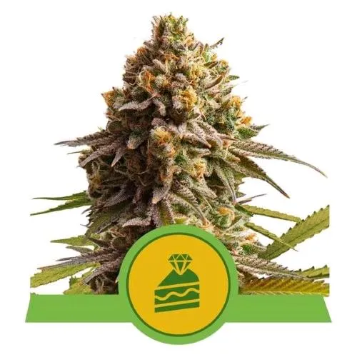 NOVITÀ - ROYAL QUEEN SEEDS - CHERRY PIE AUTO - 1 SEME