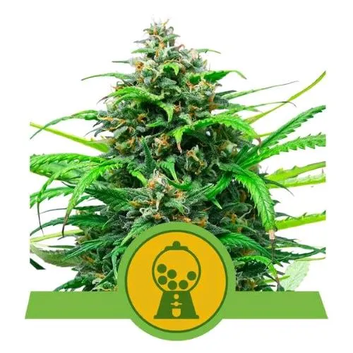 NOVITÀ - ROYAL QUEEN SEEDS - PINK RUNTZ AUTO - 1 SEME